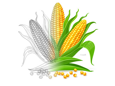 Young ears of corn. corn illustration vector