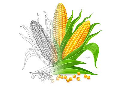 Young ears of corn.