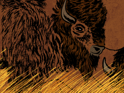 Montana Bison bison buffalo illustration ink montana sumi wip
