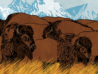 Montana Bison bison buffalo digital illustration montana national wildlife federation sumi ink