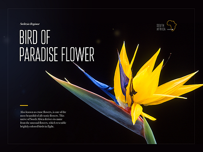 Bird Of Paradise Flower card flower layout