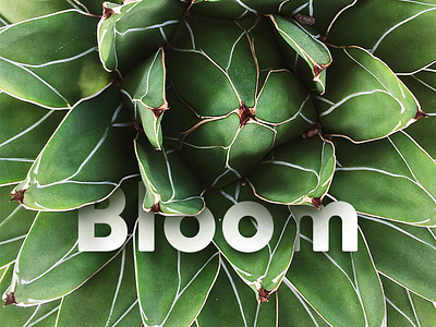 Bloom nature plant typography