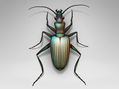 Bug #1 bug icon insect