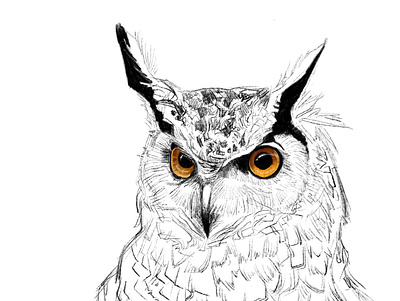 owl illustration procreate