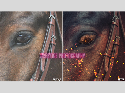 War Horse Photoshop Edit adobe lightroom art design editing lightroom photoshop photoshop art