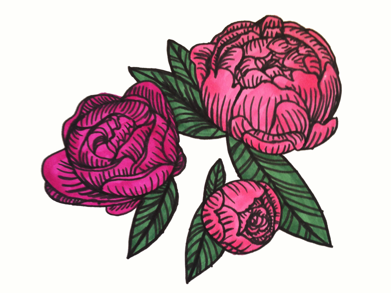 Hand-drawn Peonies By Rachael Morokoff On Dribbble