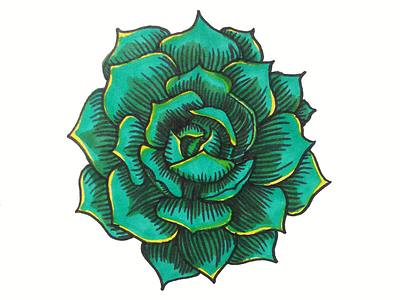 Succulent Drawing cacti cactus drawing floral green illustration markers succulent succulents