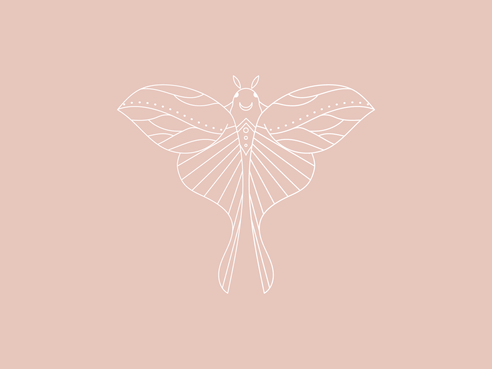 Moth by Lily Liseno on Dribbble