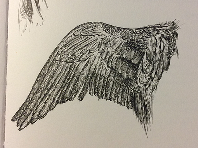 Dürer - Wings albrechtdurer dippen drawing durer wings