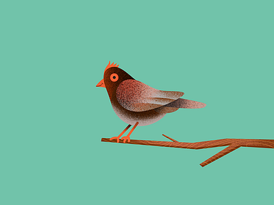 Animation for Vakalo College of Art and Design 2d animation bird character design illustration motion teacher