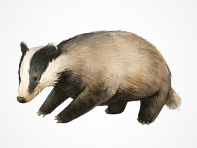 a badger animal art badger children detail drawing graphic illustration texture