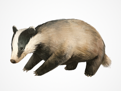 a badger