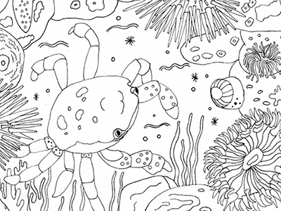 Crab coloring book illustration ocean pnw tidepools