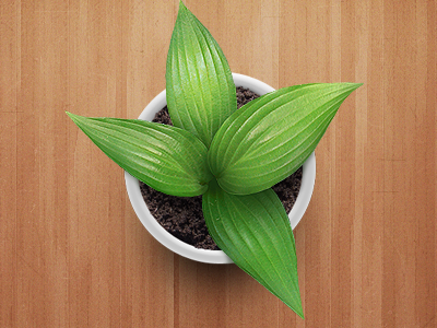 Plant for app homescreen illustration plant