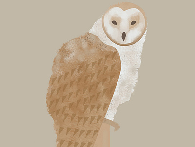 owl illustration owl