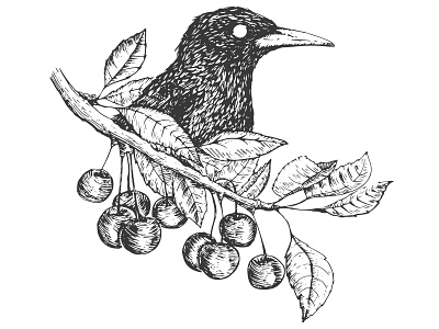 Starling in cherry art badge bird brand branding cherry design draw emblem graphic logo minimal print sketch starling vector vintage