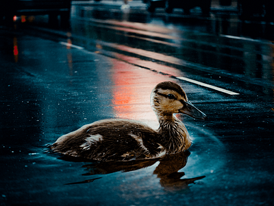 Duck on Road