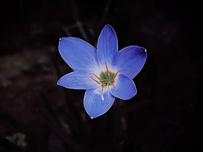 Blua Floro blue flower vahin sharma