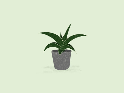 Sansevieria green illustration plant procreate sansevieria