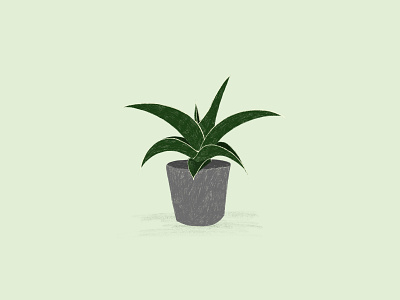 Sansevieria