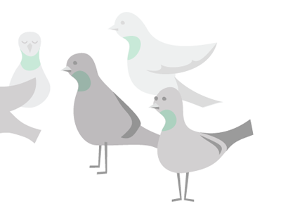 Pigeons illustration illustrator pigeons