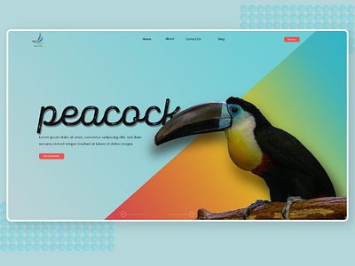 peacock webdesign branding design mockup typogaphy ui uidesign uiux ux webdesign website design