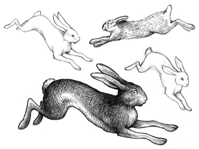 The Rabbit/sketches drawing hare illustration pencil rabbit