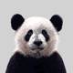Panda Design 🐼