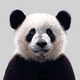 Panda Design 🐼