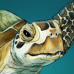 Sea Turtle illustration ocean sea life sea turtle