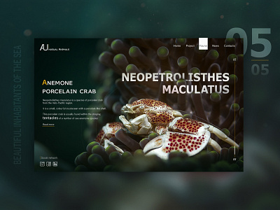 Amazing inhabitants of the sea №5 branding colorful interaction interface key visual landing page retouch typography ui ux web design природа