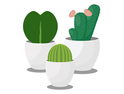 Trio of Succulents adobe art cactus cute cute art design flaticon hoya hoyakerrii icon illustration illustrator logo plants succulents vector