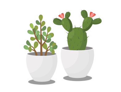 Succulents Duo