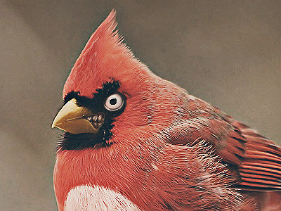 Real Life Angry Birds angry angry birds bird real