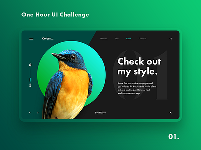 One Hour UI Challenge - 01. bird colors daily 100 daily 100 challenge dailyui design interface ui web design