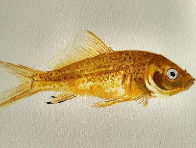 Golden Fish illustration watercolor watercolor painting