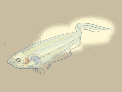 Transparent fish fish illustration infographic nature science species