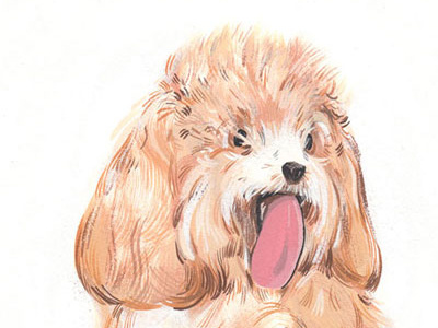 barnaby animals barnaby cockapoo commission dog gouache illustration