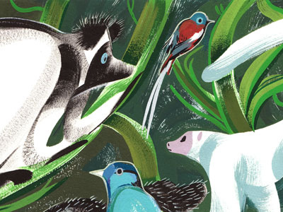 madagascar animals illustration painting rain forest