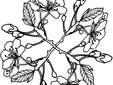 цветы нарисованные черным контуром на белом фоне for printing greeting cards illustration illustrator vector