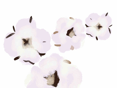 cotton flowers,fluffy delicate,cotton flower,white cotton wool f