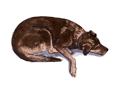 Dog Illustration's animal brown digital art digitalart dog dog illustration illustration puppy