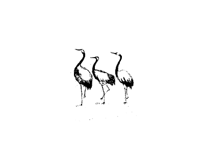 Cranes animal bird crane illustration ink