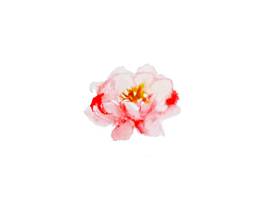 Lotus floral flower lotus watercolor