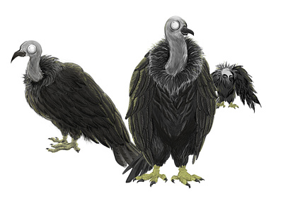 Night Vultures