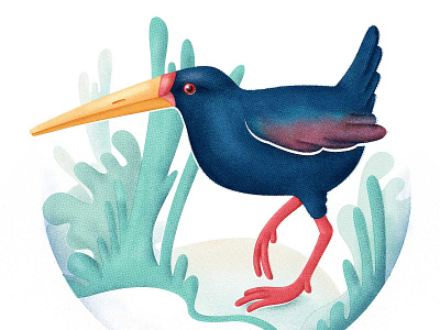 Plumbeous Rail bird bird illustration bristol editorial editorial illustration freelance illustartion illustration illustration art illustrations illustrator magazine illustration nature nature illustration science illustration wildlife wildlife illustration