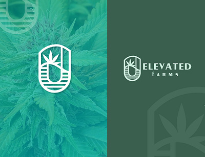 branding for cannabis brand (brand mood,etc) branding cannabis company corporate identity design graphic design logo logo design minimal vector