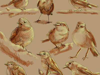 Robins bird digital art digital painting drawing illustration painting robin