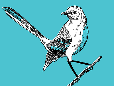 Patrick Newman Bird Illustration bird cross hatching hand drawn illustration ink pen stippling vintage
