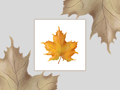 Maple autumn autumn design card design clipart collection design graphic design halloween hand drawn illustration maple png